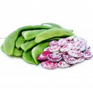 Christmas Lima Bean Seeds Open Pollinated Vegetable Gardening