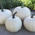 Blanco Pumpkin Seeds White Pumpkin Vegetable Gardening