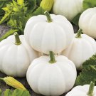 Pumpkin Seeds Casper White Pumpkin Vegetable Gardening