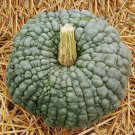 Rare Pumpkin Seeds Marina Di Chioggia Pumpkin Vegetable Gardening