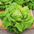 Lettuce Seeds Bibb Lettuce Open Pollinated Vegetable Gardening