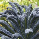 Kale Black Magic Seeds Vegetable Gardening