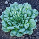 Mustard Seeds Tatsoi Mustard Open Pollinated Fruit Vegetable Gardening