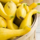 Yellow Squash Seeds Early Summer Crookneck Vegetable Gardening