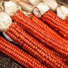 Corn Seeds Atomic Orange Open Pollinated Vegetable Gardening
