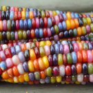 Corn Seeds Glass Gem Corn Zea Mays Vegetable Gardening