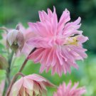 Flower Seeds Columbine Pink Barlow Mix Garden Pollinator Flowers Save The Bees Flower Gardening