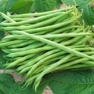 Landreth Stringless Bush Bean Seeds Open Pollinated Vegetable Gardening