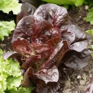 Red Leaf Lettuce Seeds Open Pollinated Vegetable Gardening