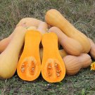 Butternut Squash Seeds Open Pollinated Vegetable Gardening