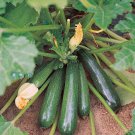 Zucchini Squash Seeds Black Beauty Vegetable Gardening