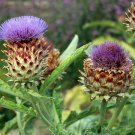 Cardoon Seeds Gobbo Di Nizzia Open Pollinated Vegetable Gardening