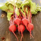 Beets Seeds Early Wonder Open Pollinated Vegetable Gardening