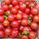 Cherry Tomato Seeds Vegetable Gardening