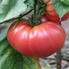 German Johnson Tomato Seeds Open Pollinated Vegetable Gardening