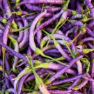 Hot Pepper Seeds Cayenne Purple Harvest Vegetable Gardening