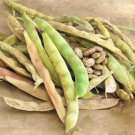 Pinto Bean Seeds Open Pollinated Vegetable Gardening