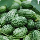 Cucumber Seeds Mexican Sour Gherkin Open Pollinated Vegetable Gardening