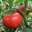 Sub Arctic Plenty Tomato Seeds Open Pollinated Vegetable Gardening