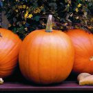 Pumpkin Seeds Jack O Lantern Vegetable Gardening