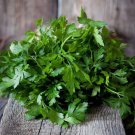 Herb Parsley Seeds Italian Parsley Open Pollinated Vegetable Gardening