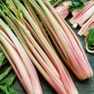 Celery Seeds Peppermint Stick Open Pollinated Vegetable Gardening