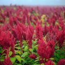 Flower Seeds Amaranth Red Garnet Vegetable Gardening