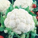 Cauliflower Seeds Snowball Y Improved Vegetable Gardening