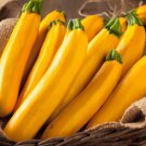 Squash Seeds Golden Delight Zucchini Open Pollinated Fruit Vegetable Gardening