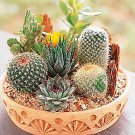 Cactus Seeds Mixed Variety Cactus Seeds