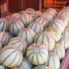 Melon Seeds Hara Madhu Open Pollinated Vegetable Gardening