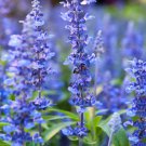 Hyssop Seeds Herb Seeds Open Pollinated Seeds Vegetable Gardening