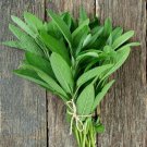 Herb Seeds Sage Broadleaf Seeds Open Pollinated Vegetable Gardening