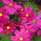 Cosmos Candyfloss Red Easy Care Great For Kids Annual Flower Mix Cut Flower Mix Spring Gardening