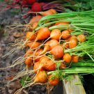 Thumbelina Carrot Seeds Vegetable Gardening Seller