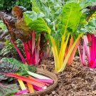 Rainbow Swiss Chard Seeds Vegetable Gardening