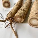 Chiko Burdock Seeds Burdock Root Herb Open Pollinated Herb Gardening