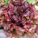 Ruby Lettuce Seeds Open Pollinated Vegetable Gardening