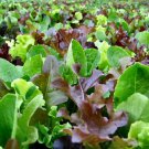 Mesclun Mix Lettuce Seeds Vegetable Gardening