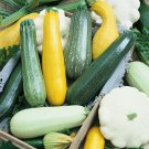 Summer Squash Melody Seeds Open Pollinated Vegetable Gardening