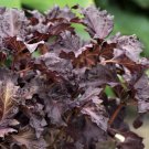 Purple Ruffles Basil Vegetable Gardening Herbs Garden Seed