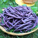 Bean Seeds Royal Burgundy Bush Vegetable Gardening