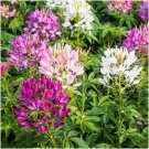Flower Seeds Spider Flower Mix Annual Flowers Pollinator Flower