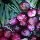 Scarlet Bandit Bunching Onion Seeds Open Pollinated Vegetable Gardening