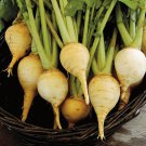 Turnip Seeds Golden Globe Turnips Vegetable Gardening