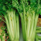 Celery Seeds Tall Utah Open Pollinated Vegetable Gardening