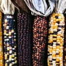 Indian Corn Seeds Ornamental Corn Open Pollinated Vegetable Gardening