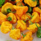 Hot Pepper Seeds Jamaican Yellow Habanero Open Pollinated Vegetable Gardening