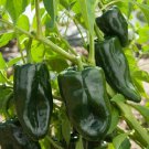 Hot Pepper Seeds Ancho Or Poblano Open Pollinated Vegetable Gardening