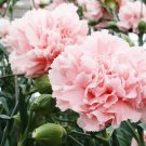 Carnation Seeds " La France " Perennial Summer Blooming Bouquet Mix Cut Flower Seeds Easy Care
